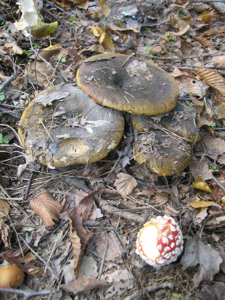 2005 :  Un anno di funghi